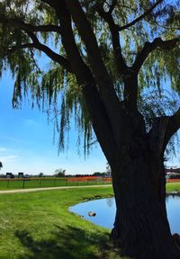 View of trees by river
