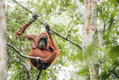 Low angle view of monkey on tree