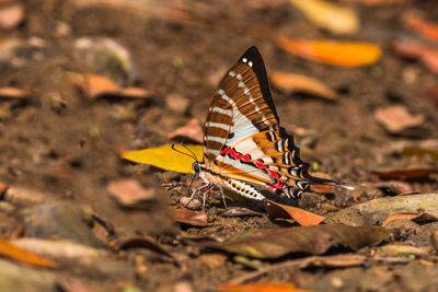 Close-up of butterfly on a field