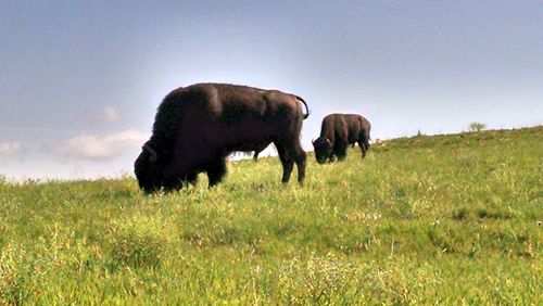 Horse grazing on grassy field