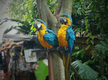 Birds perching on branch