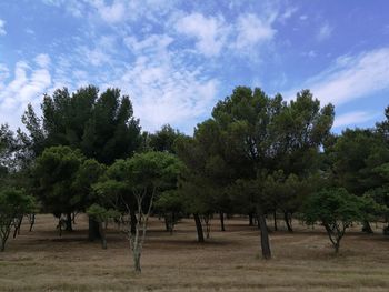 Trees on field against sky