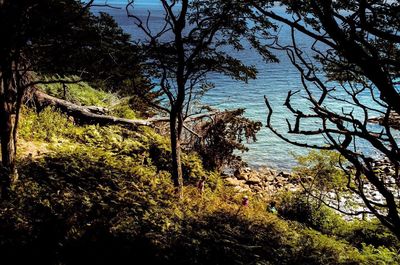 Trees growing in forest against sky