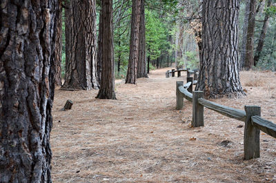 Trees in forest