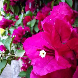 Close-up of pink flowers