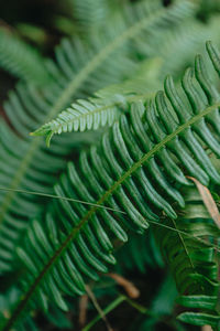 Close-up of fern leaves