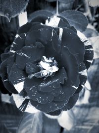 Close-up of rose flower