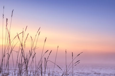 Close-up of plants against sky during sunset