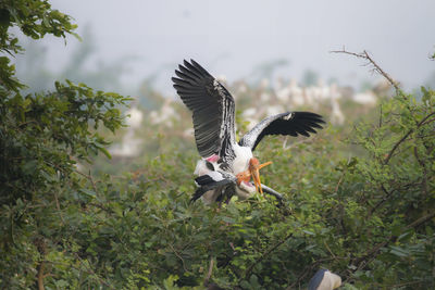 Bird flying in a forest