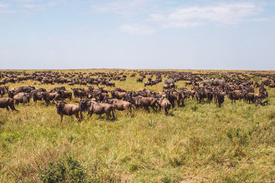 Wildebeest on a field