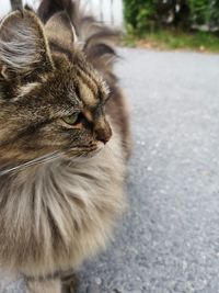 Close-up of cat looking away