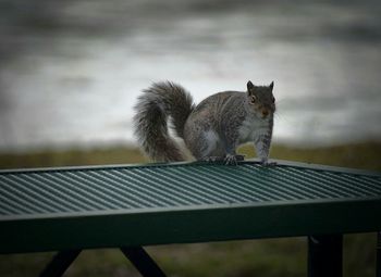 Squirrel on table