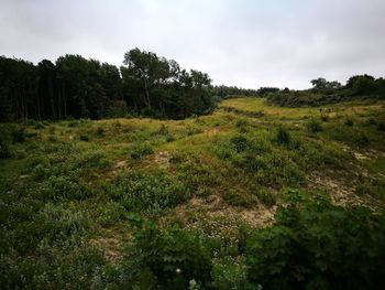 Scenic view of grassy field against sky