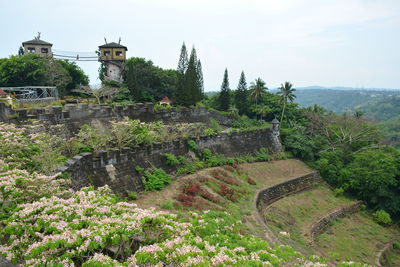 Plants growing on a building