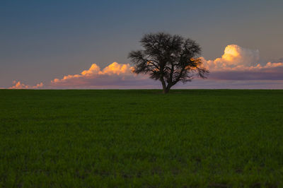 Scenic view of field against sky during sunset