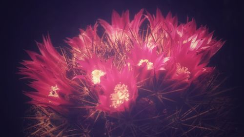 Close-up of illuminated flower at night