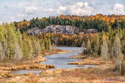 Scenic view of forest during autumn