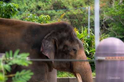 View of elephant in zoo