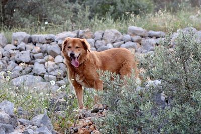 Portrait of golden retriever