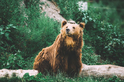 Grizzly bear relaxing on grassy field