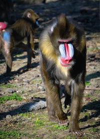 Monkeys on a field