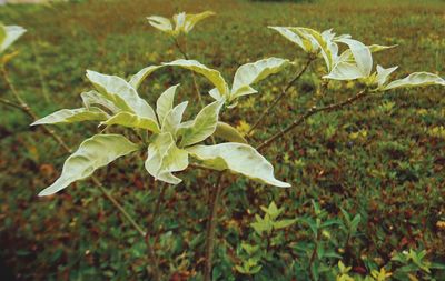 Close-up of white flowering plant leaves on field