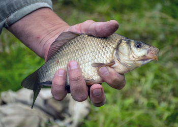 Picture with a fish in a fisherman's hand, summer fishing, hobby fishing