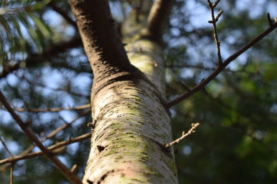 Low angle view of tree against sky