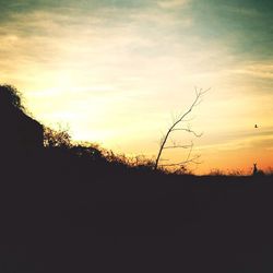 Silhouette of trees at sunset