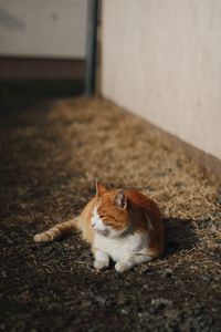 Close-up of cat