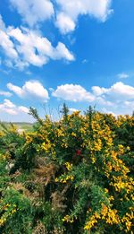 Yellow flowering plants on field against sky