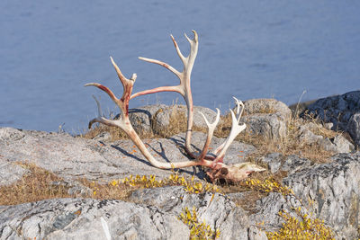 Caribou skull and antlers in the remote arctic village of itilleq, greenland