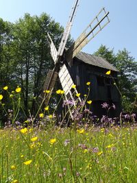 Flowering plants on field against sky