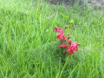 Plant growing on grassy field