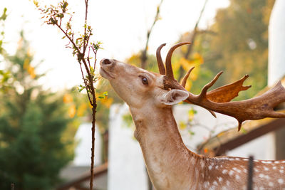 Big funny brown male deer with antlers spotted fur, looking up at young tree.profile shot,close-up.