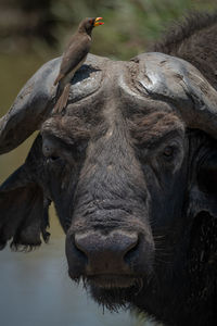 Bird on african buffalo