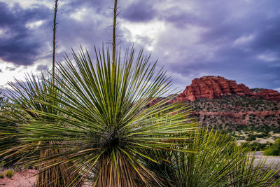 Palm tree against sky