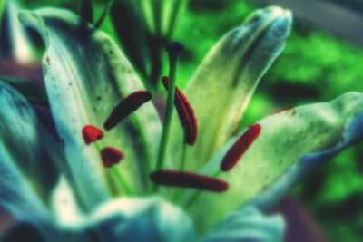 Close-up of flowers