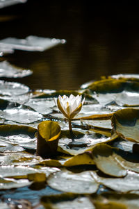 Close-up of water lily on leaves floating on lake