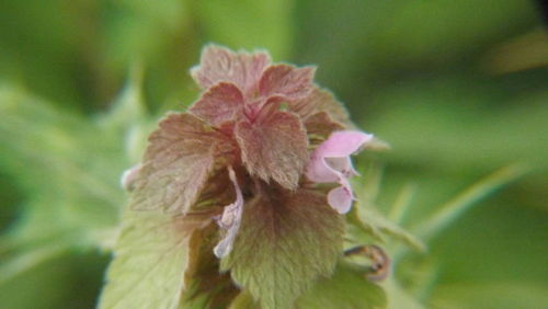 Close-up of flower against blurred background