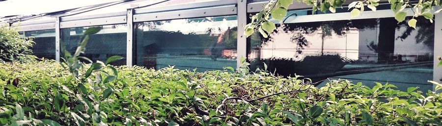 View of plants and trees