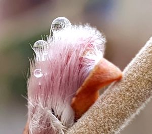 Close-up of flower against blurred background