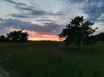 Trees on field against sky during sunset