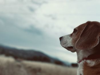 Close-up of dog