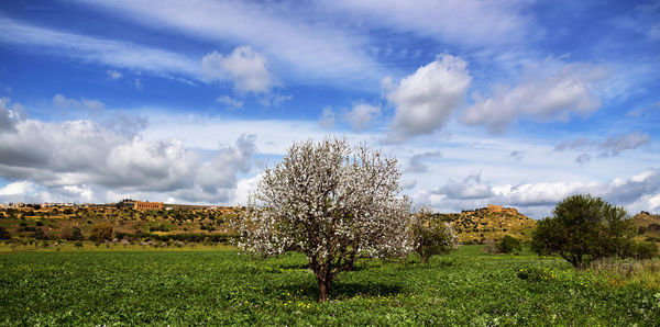 Trees on field against sky