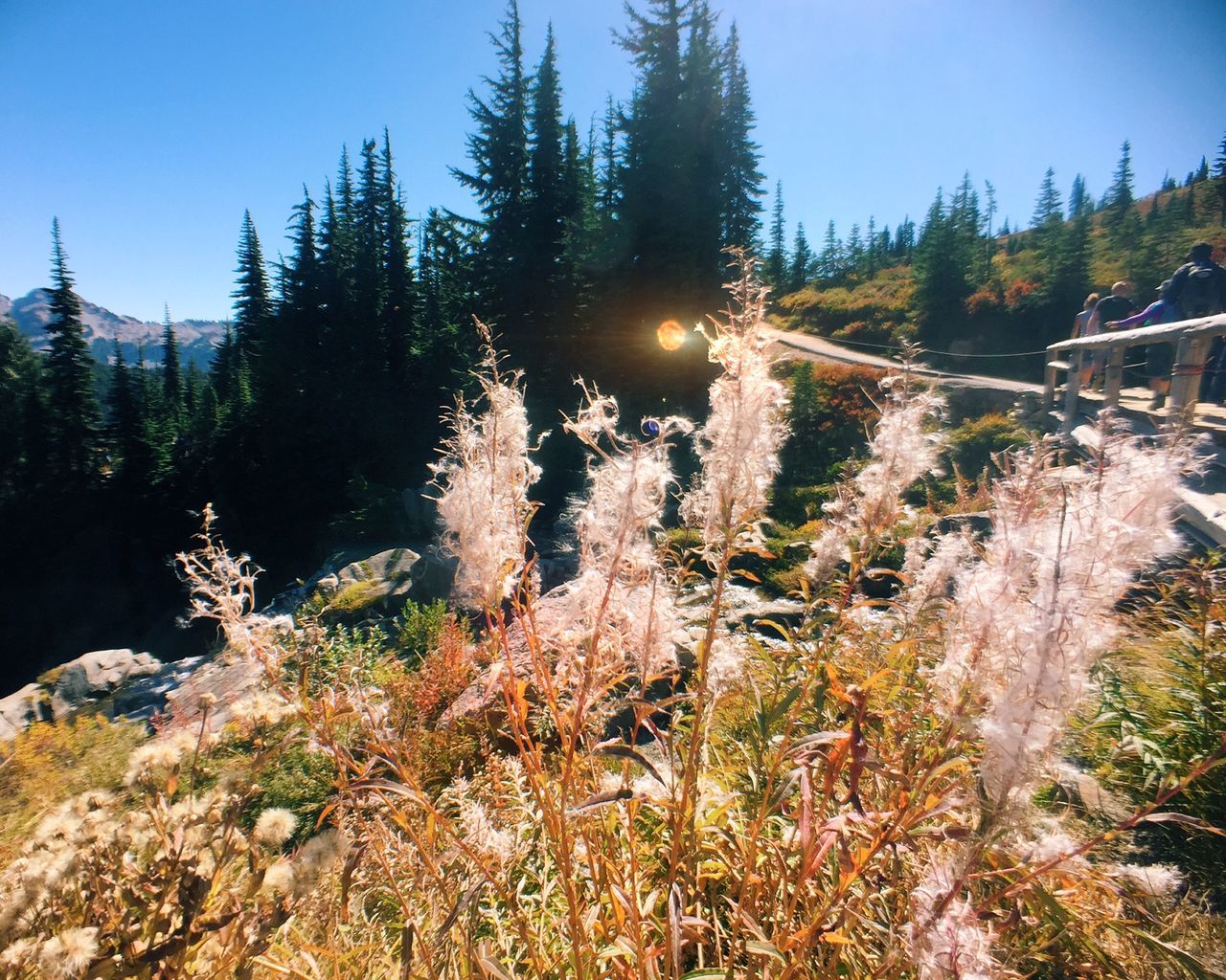 tree, clear sky, growth, sunlight, nature, beauty in nature, tranquility, low angle view, blue, scenics, tranquil scene, sun, lens flare, plant, sunbeam, sky, mountain, outdoors, forest, no people