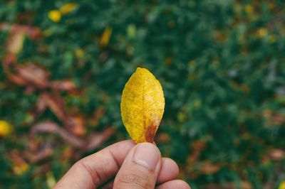 Close-up of hand holding yellow leaf