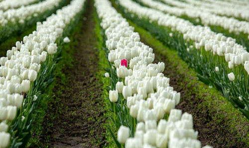 Close-up of white flowering plants on field