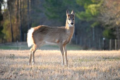 Portrait of deer standing on field