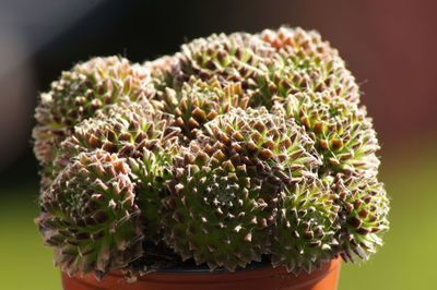 Close-up of succulent plant